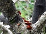 Earliella scabrosa image