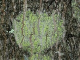 Biatora printzenii image
