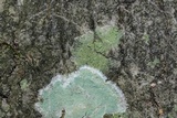 Biatora printzenii image