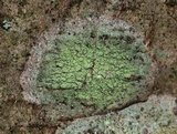 Biatora printzenii image