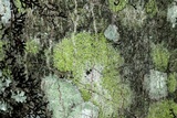 Biatora printzenii image
