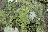 Biatora printzenii image