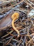 Rhodocybe nitellina image