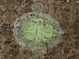 Biatora printzenii image