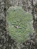 Biatora printzenii image