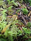 Mycena aurantiomarginata image