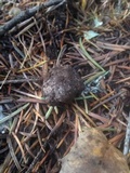Rhizopogon villosulus image