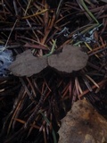Rhizopogon villosulus image