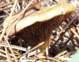 Phylloporopsis boletinoides image