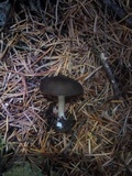Melanoleuca graminicola image