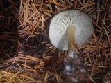 Melanoleuca graminicola image