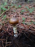 Floccularia albolanaripes image