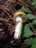 Floccularia albolanaripes image