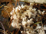 Clavulina coralloides image