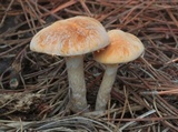 Gymnopilus allantopus image