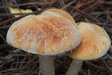 Gymnopilus allantopus image