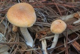 Gymnopilus allantopus image
