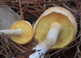 Gymnopilus allantopus image