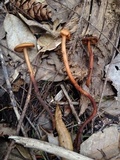 Phaeocollybia pleurocystidiata image