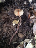 Phaeocollybia pleurocystidiata image