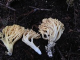 Ramaria rasilispora image
