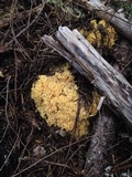 Ramaria rasilispora image