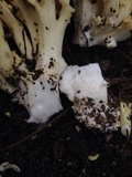 Ramaria rasilispora image