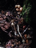 Pachycudonia monticola image