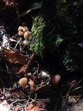 Pachycudonia monticola image