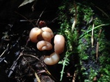 Pachycudonia monticola image