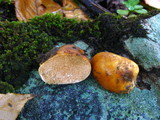 Porpidia albocaerulescens var. albocaerulescens image