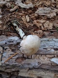Inocybe whitei image