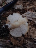 Inocybe whitei image