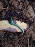 Microglossum viride image