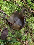 Peziza badia image