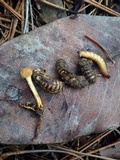 Ophiocordyceps gracilis image