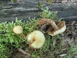 Kuehneromyces marginellus image