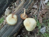Kuehneromyces marginellus image
