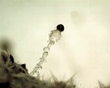 Pilobolus lentiger image