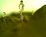 Pilobolus kleinii image