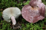 Leucopaxillus lilacinus image