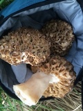 Morchella americana image