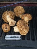 Morchella americana image
