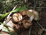 Amanita peckiana image