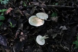 Calocybe gambosa image