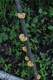 Polyporus tuberaster image