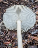 Amanita sect. Vaginatae image