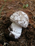 Amanita excelsa image