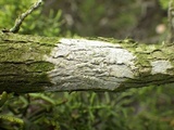 Schismatomma graphidioides image