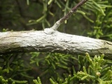 Schismatomma graphidioides image
